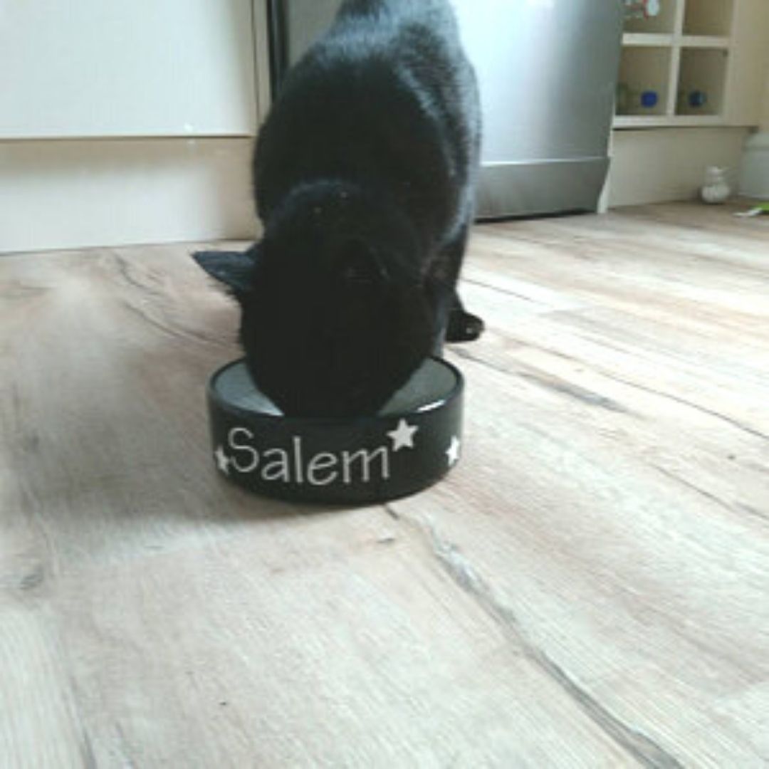 Personalised Ceramic Polka Dots Cat Bowls 3