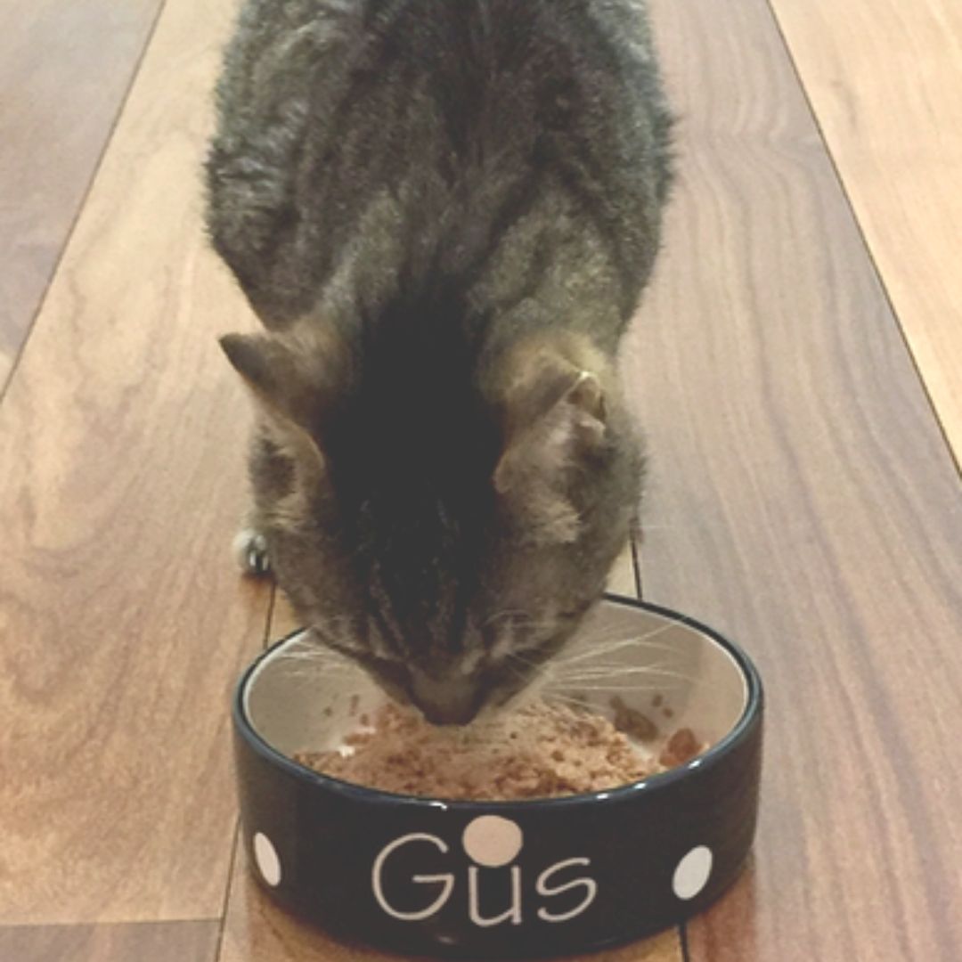 Personalised Ceramic Polka Dots Cat Bowls 4