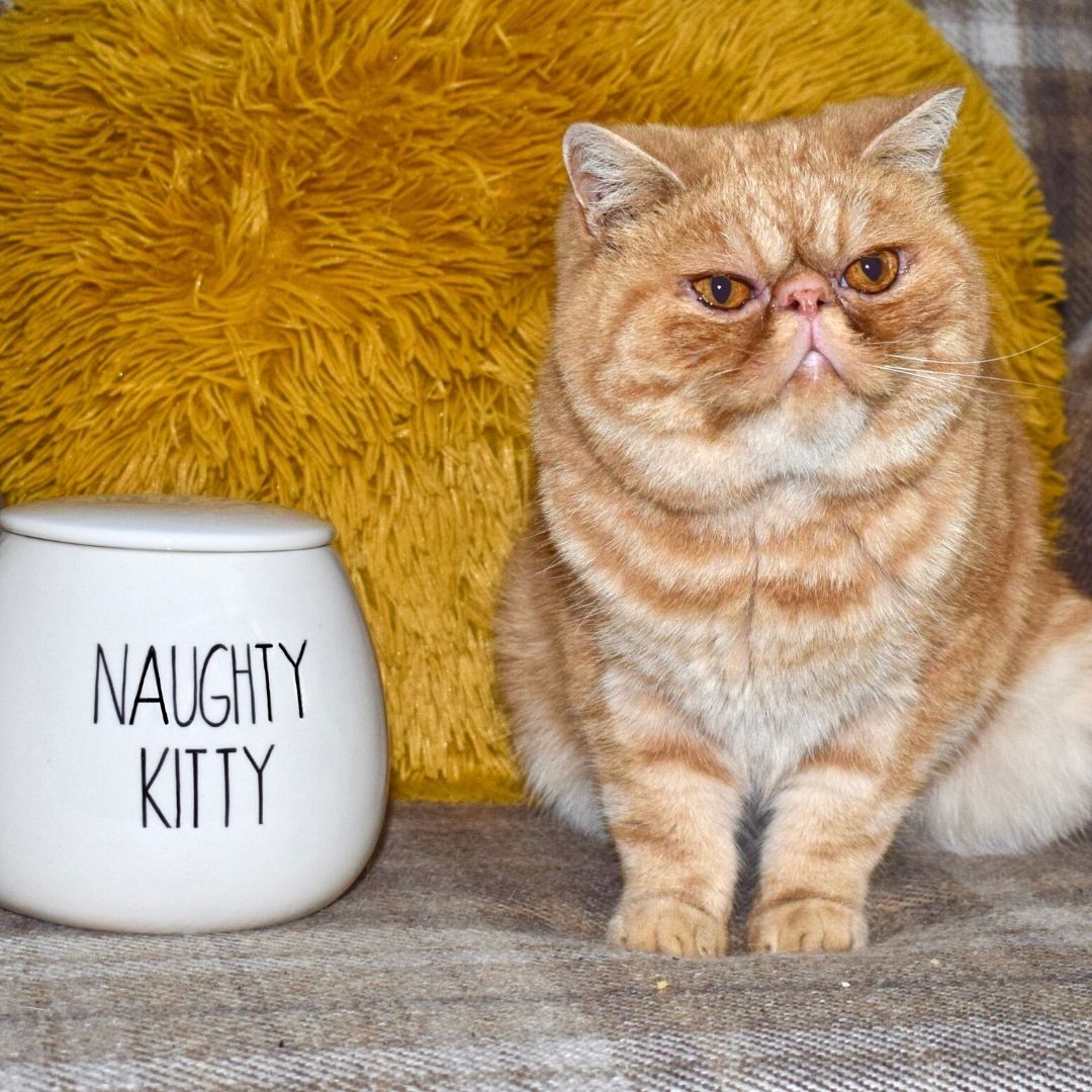 Personalised Ceramic Skinny Font Cat Treat Jar