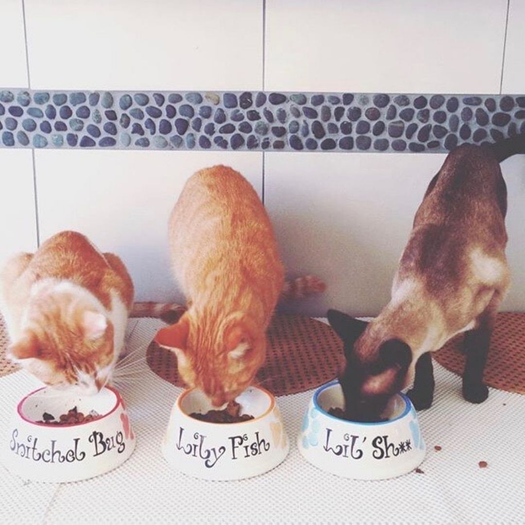 Personalised Ceramic Slanted Paw Print Cat Bowl 3