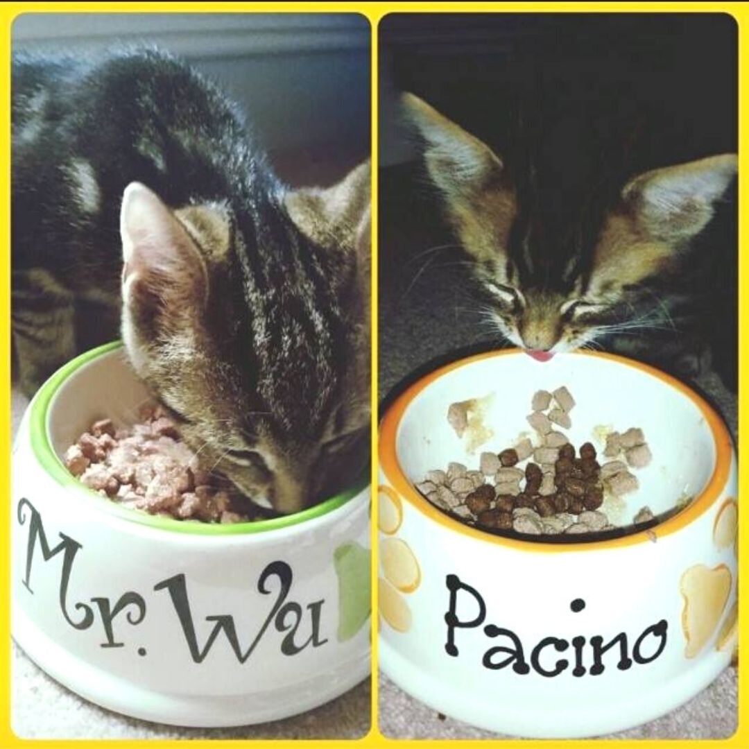 Personalised Ceramic Slanted Paw Print Cat Bowl 4