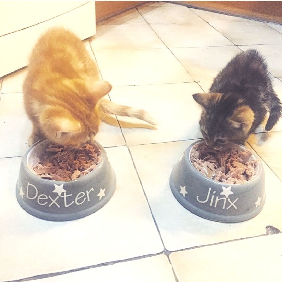 Personalised Ceramic Slanted Polka Dots Cat Bowls