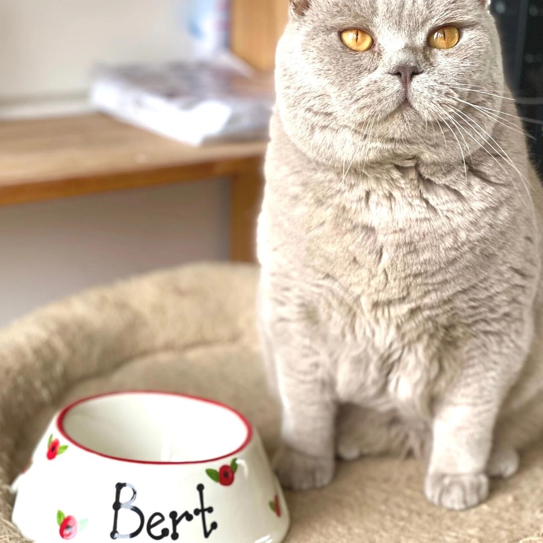 Personalised Ceramic Slanted Poppy Design Cat Bowl 2