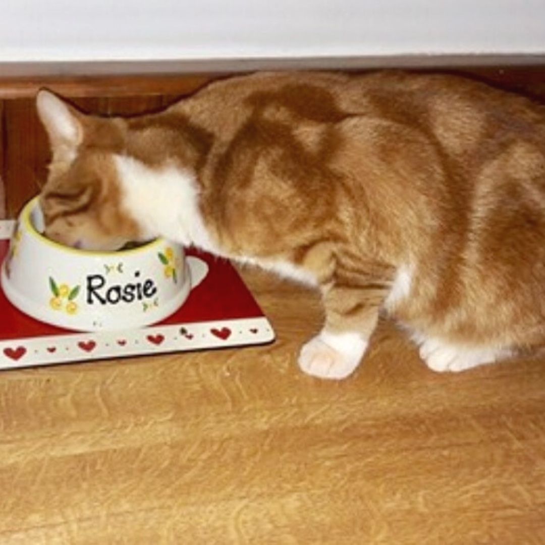 Personalised Ceramic Slanted Roses Cat Bowls 2
