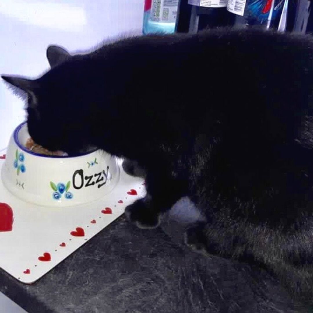 Personalised Ceramic Slanted Roses Cat Bowls 3