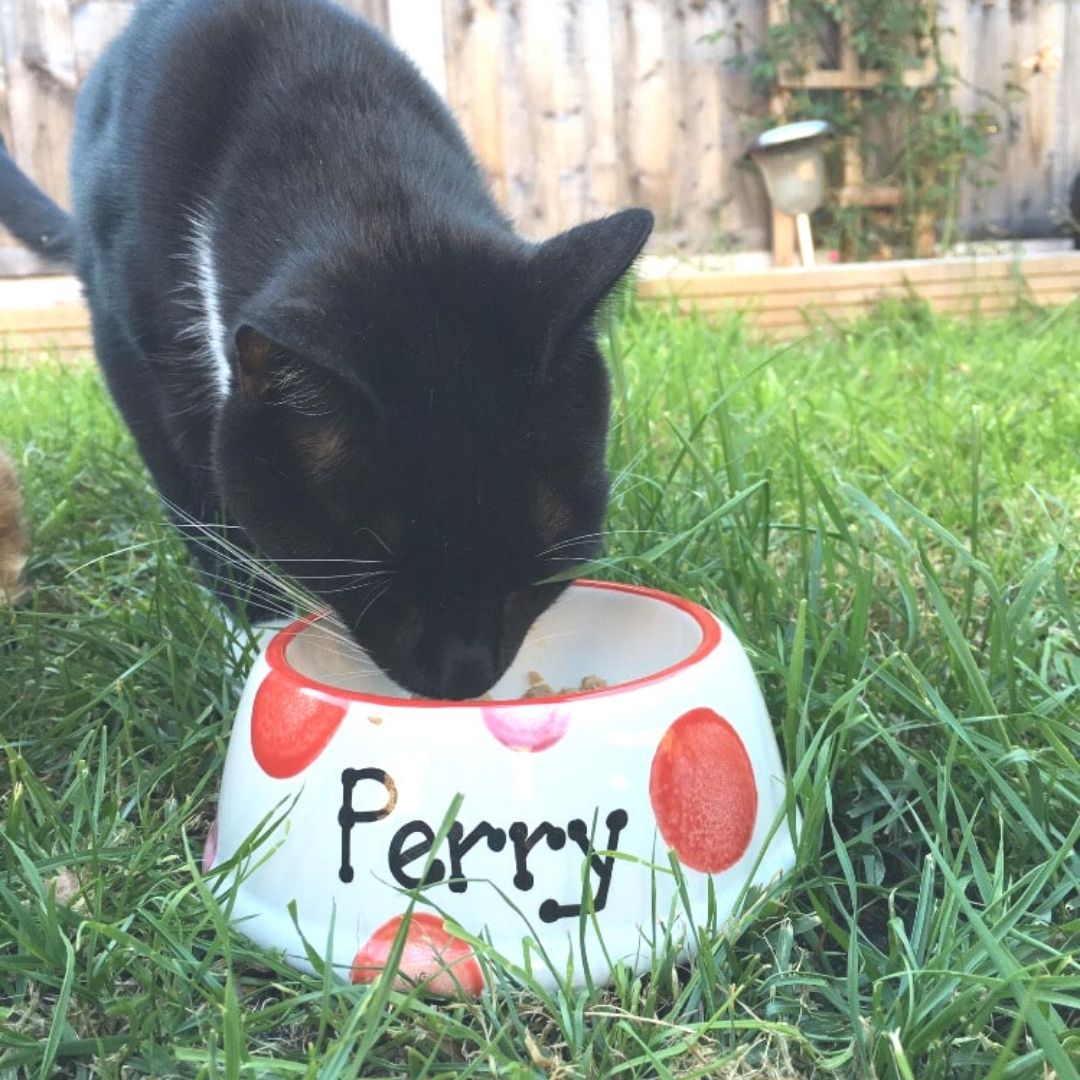 Personalised Ceramic Slanted Spotty Cat Bowls 4