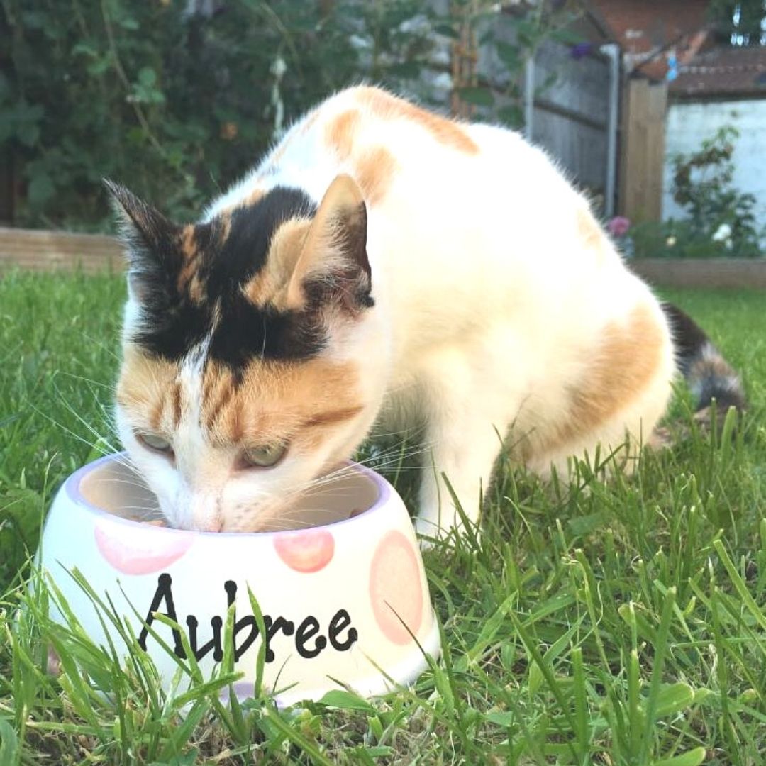Personalised Ceramic Slanted Spotty Cat Bowls 5