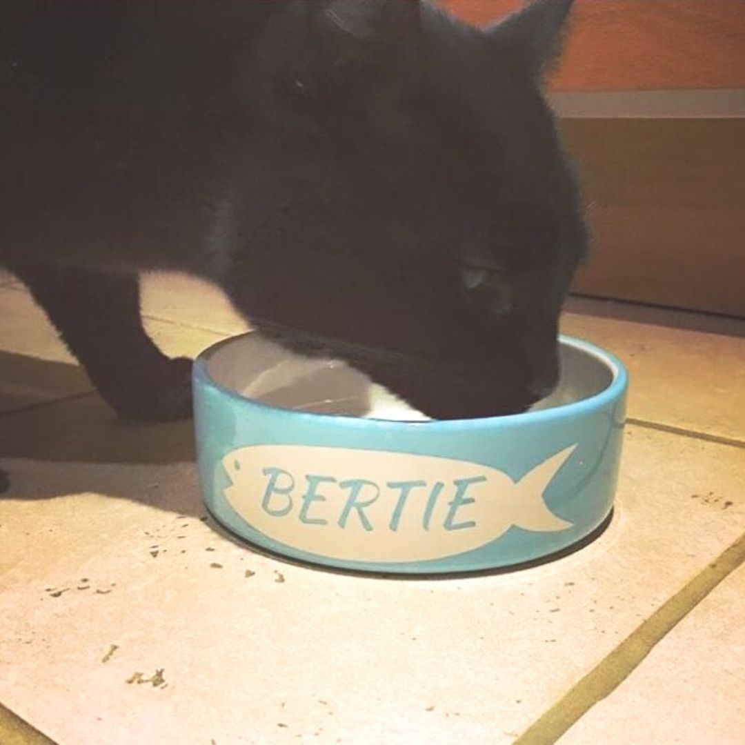 Personalised Fish Design Cat Bowls 3
