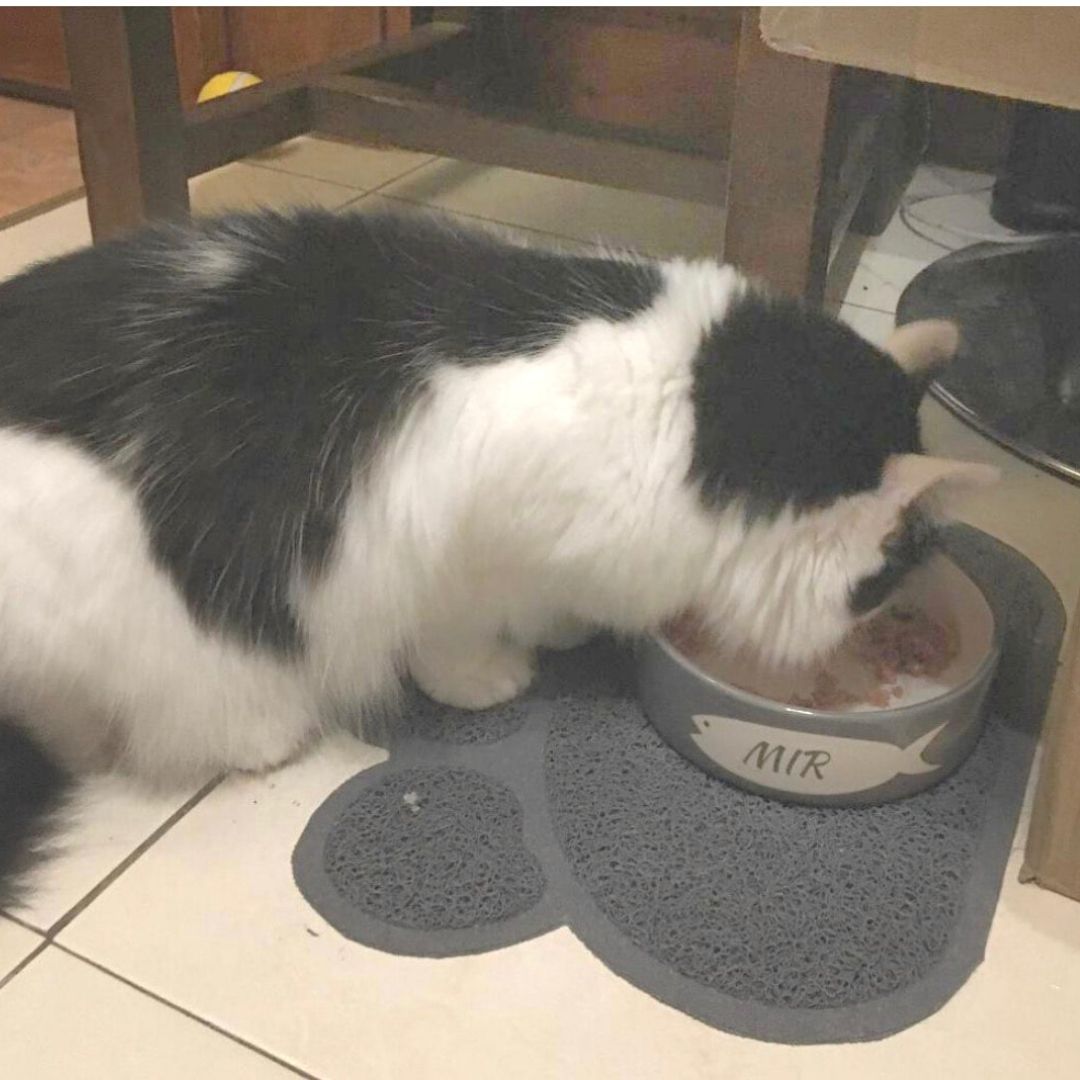 Personalised Fish Design Cat Bowls 4