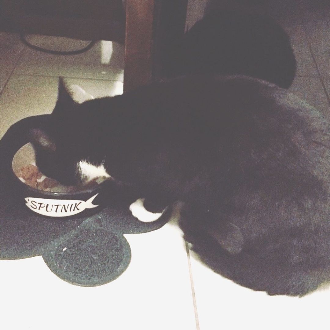 Personalised Fish Design Cat Bowls 5