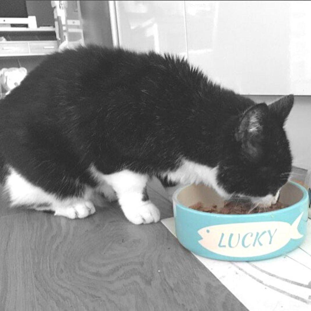 Personalised Fish Design Cat Bowls 6