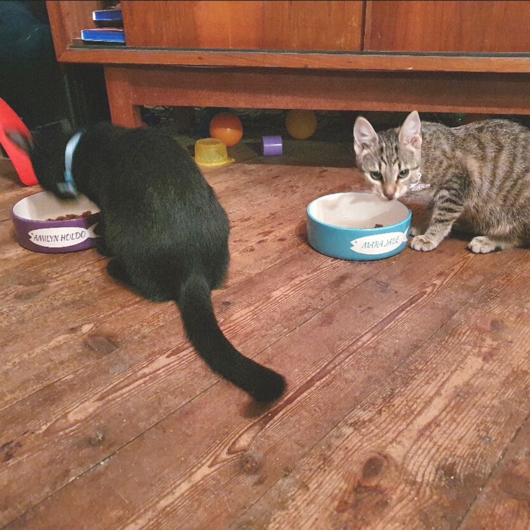 Personalised Fish Design Cat Bowls 7