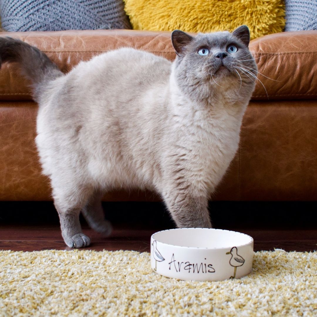 Personalised Seagull Design Cat Bowl 4