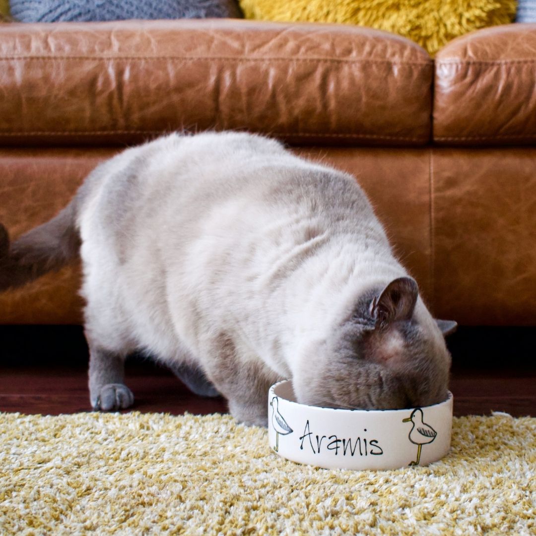Personalised Seagull Design Cat Bowl 7