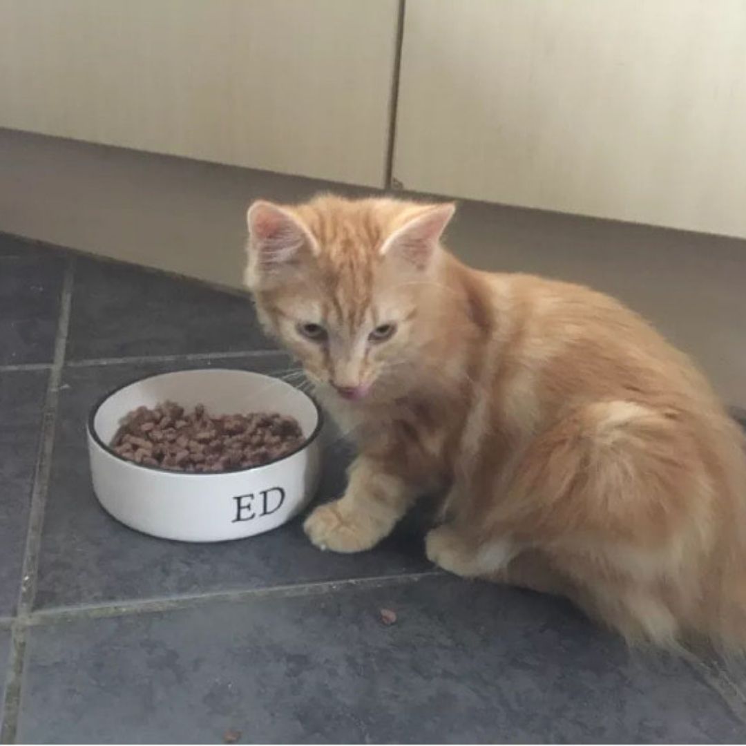 Personalised Stamp Font Design Cat Bowl 4