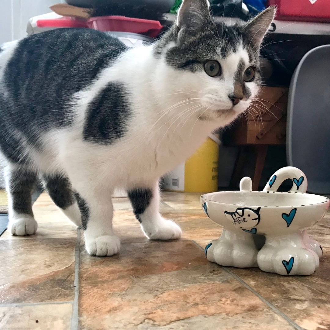 Personalised Whimsical Cat Legs Bowl 2