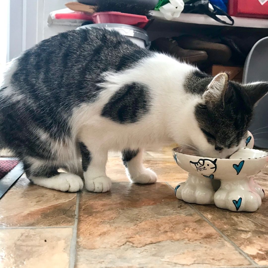 Personalised Whimsical Cat Legs Bowl