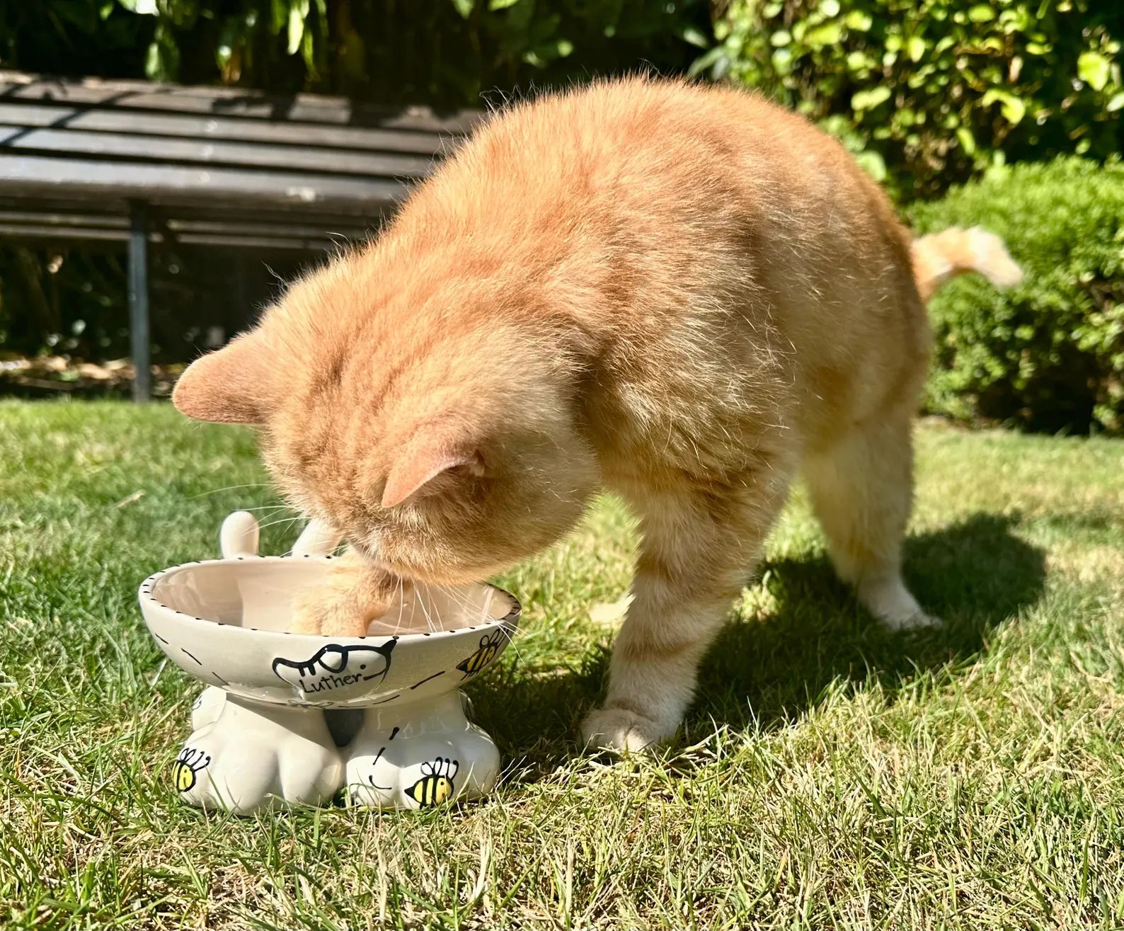 Personalised Cat Legs Bowl - Bee Design