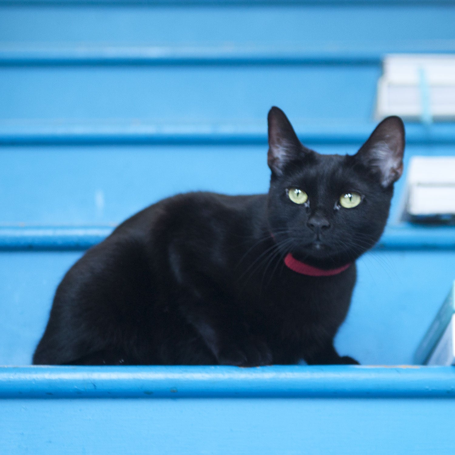 Corduroy Cat Collar – Red