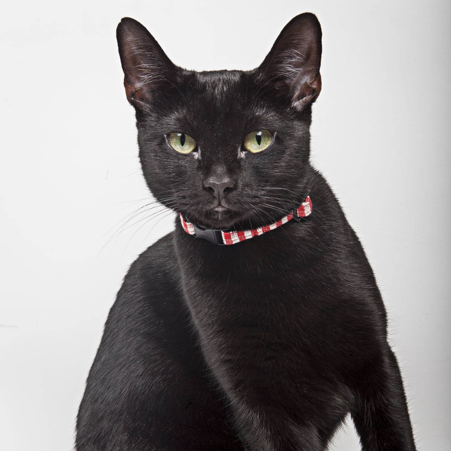 Red Gingham Cat Collar