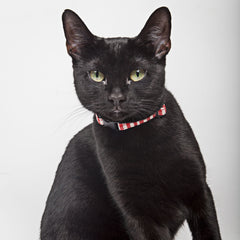 Red Gingham Cat Collar