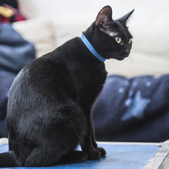 Corduroy Cat Collar – Blue