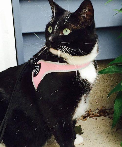 Tre Ponti Easy Fit Liberta Pink Cat Harness with No Escape Adjustable Closure