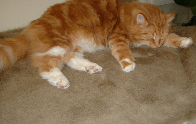 Luxury Honey Blonde Faux Fur Cat Blanket