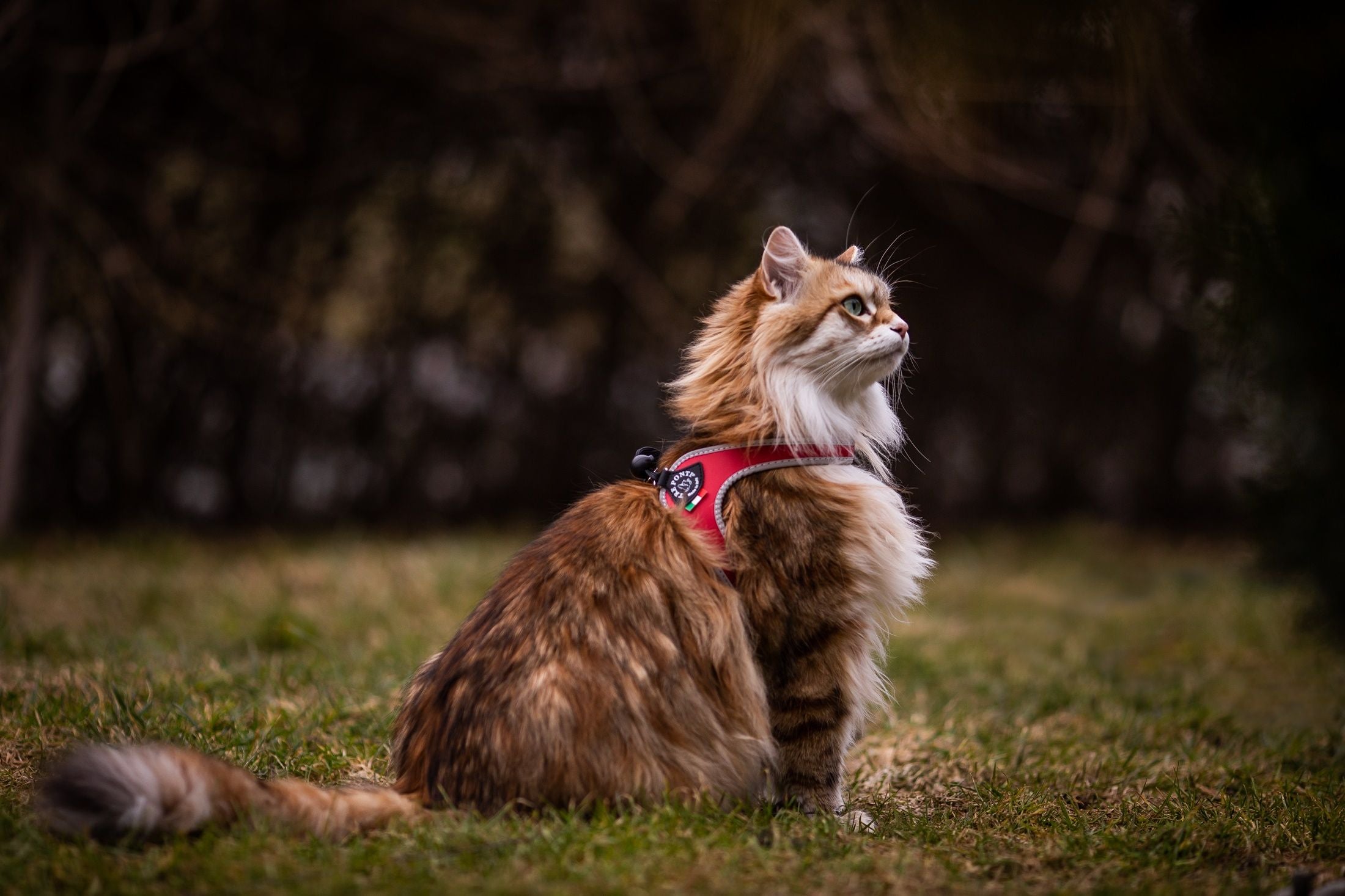 Tre Ponti Easy Fit Liberta Red Cat Harness with No Escape Adjustable Closure